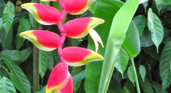 Heliconia – Heliconia rostrata (Família Heliconiaceae)