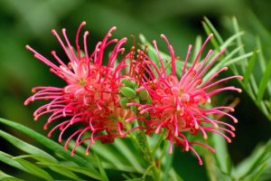 Flor Aranha (Grevillea banksii) – Família Proteaceae
