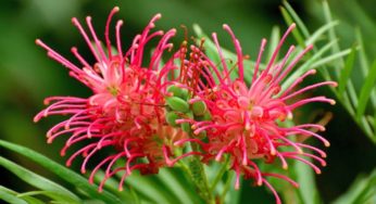 Flor Aranha (Grevillea banksii) – Família Proteaceae