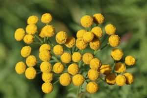 Tanaceto (planta medicinal) – Família Asteraceae