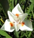 moreia bicolor foto 66