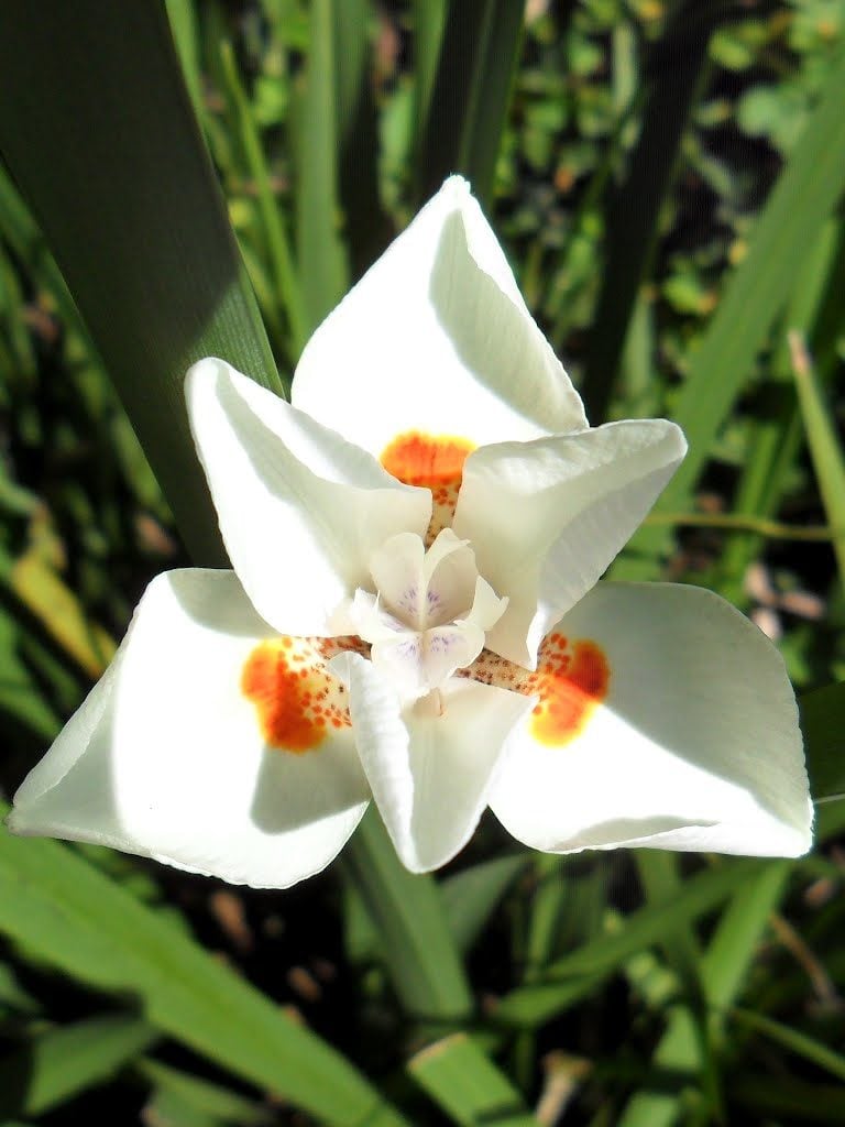 moreia bicolor foto 66