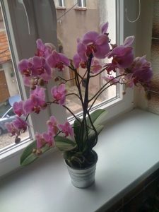 orquidea-phalaenopsis-foto-45
