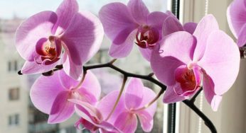 Orquídea Falenópsis – Família Orchidaceae