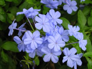 Flor Bela Emilia – Família Plumbaginaceae