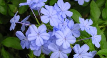 Flor Bela Emilia – Família Plumbaginaceae