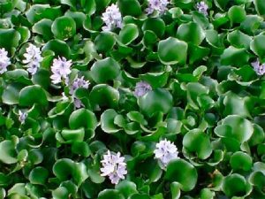 Aguapé – Eichhornia crassipes – Planta aquática