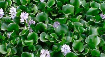 Aguapé – Eichhornia crassipes – Planta aquática