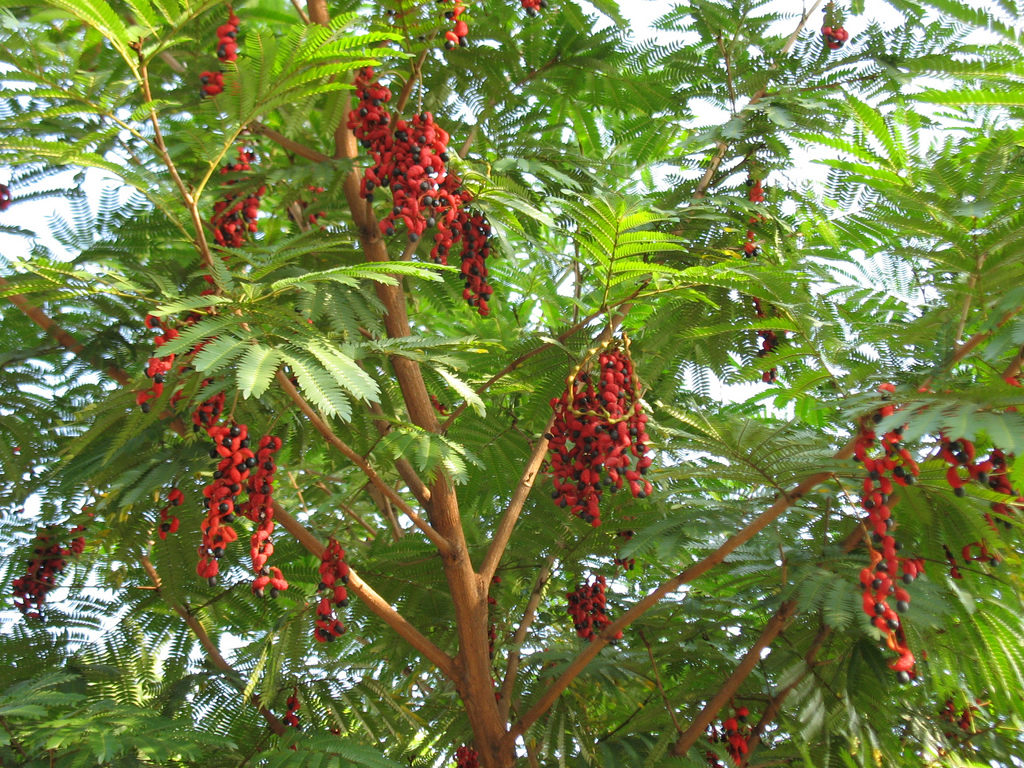 brinco indio familia fabaceae valeriana raiz 810 2