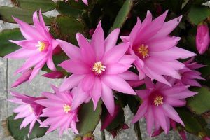Flor-de-Outubro – Hatiora rosea
