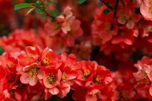 Marmeleiro-do-Japão – Família Rosaceae