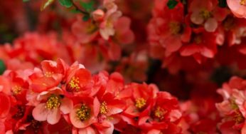 Marmeleiro-do-Japão – Família Rosaceae