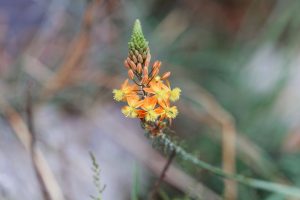 Bulbine frutescens – Família Asphodelaceae