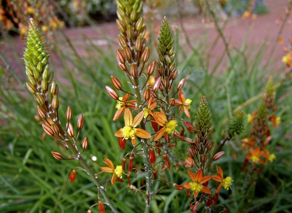 Bulbine frutescens - Família Asphodelaceae