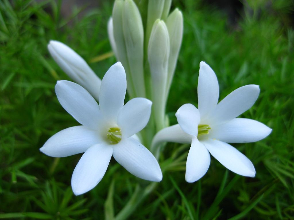 Angélica - Polianthes tuberosa é das flores mais populares na Índia