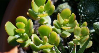 Planta Jade – Crassula ovata – Planta da riqueza e prosperidade