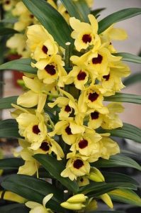 Orquídea Olho de Boneca – Dendrobium nobile