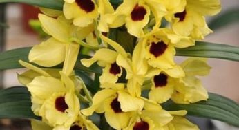 Orquídea Olho de Boneca – Dendrobium nobile