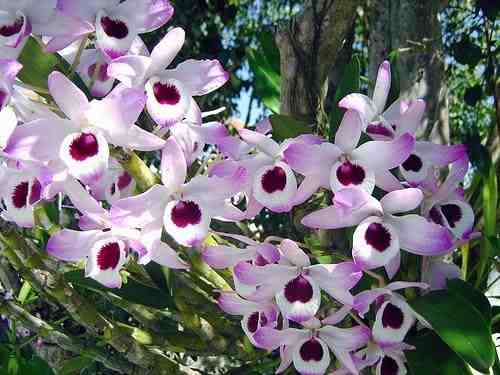 Orquídea Olho de Boneca - Dendrobium nobile