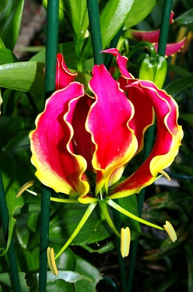 gloriosa flor foto 44