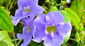 Tumbérgia-azul – Thunbergia grandiflora