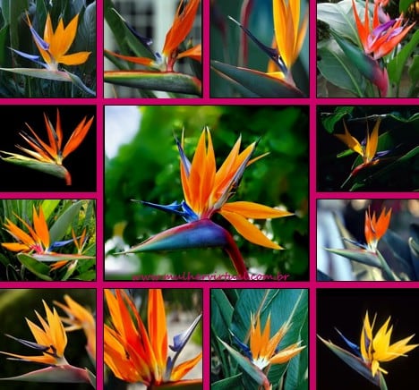 Strelitzia reginae - Estrelicia