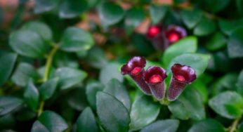 Flor-batom – Aeschynanthus radicans – Família Gesneriaceae