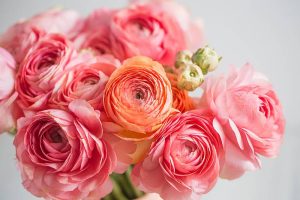 Ranunculo – a flor que parece uma rosa