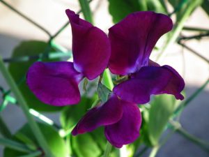 ervilha-cheiro-flor-34