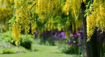 Chuva-de-ouro é árvore ornamental – Cassia fistula