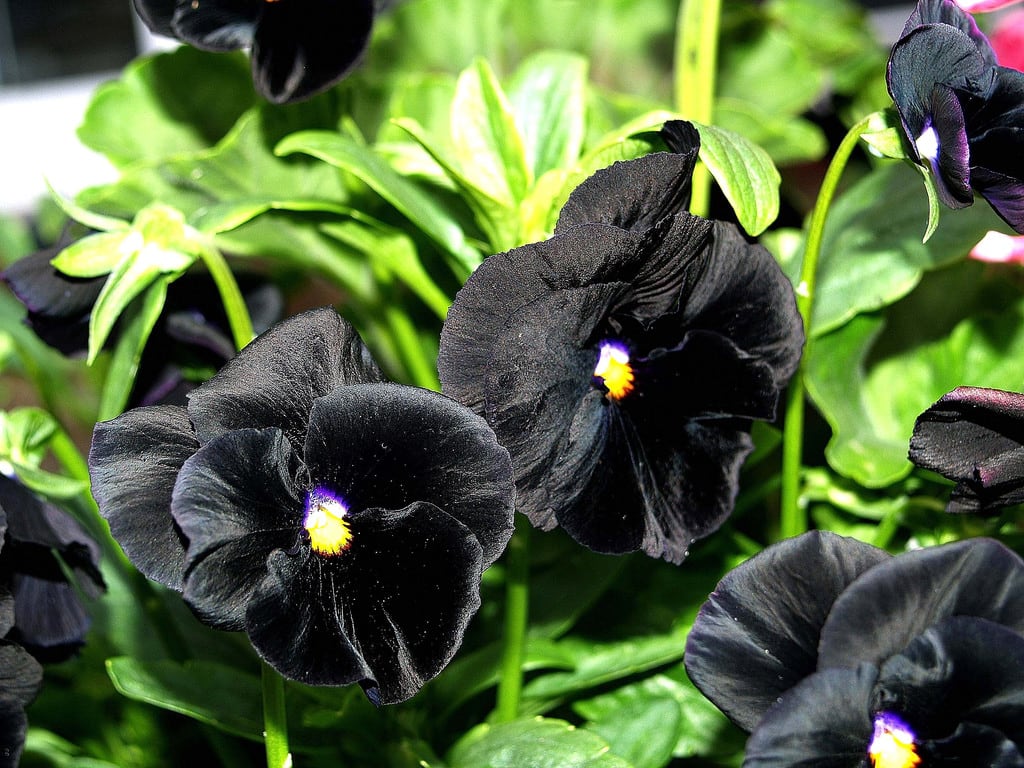 amor-perfeito negro - Flores Negras
