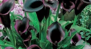 Espécies de Flores Negras Lindas