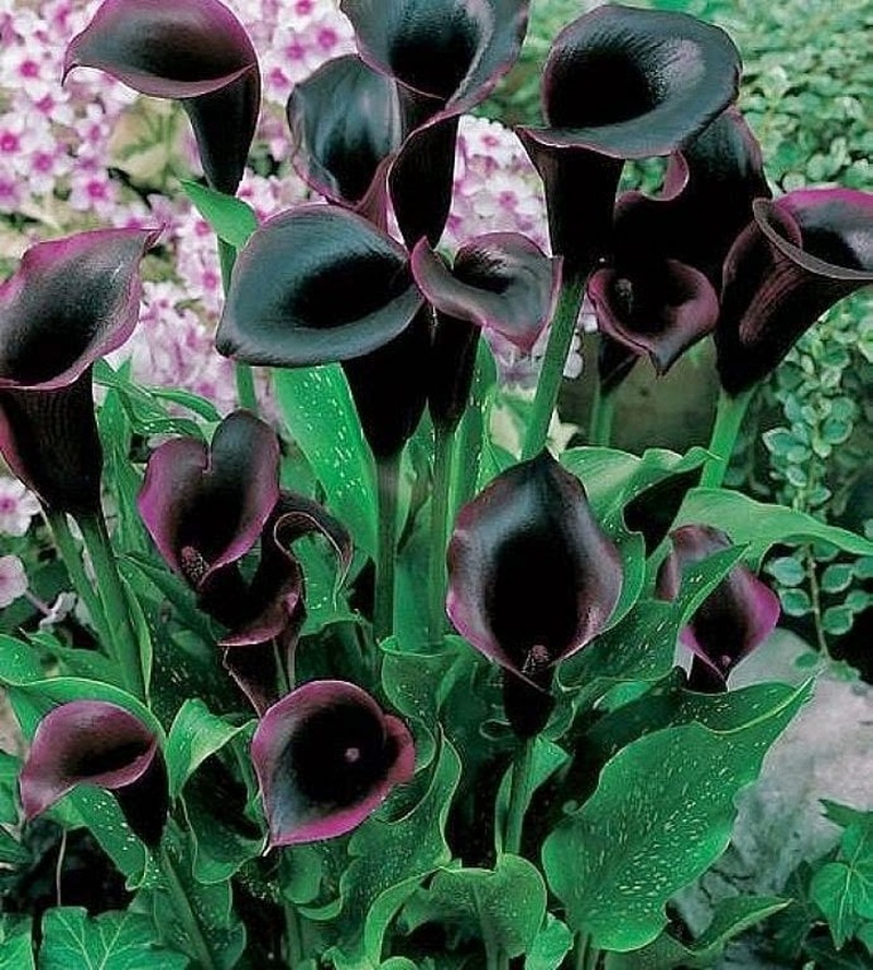 Espécies de Flores Negras Lindas | são uma raridade na natureza