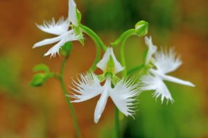 Como plantar Orquídea-garça – Pecteilis radiata