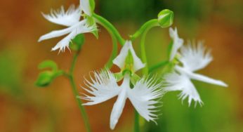 Como plantar Orquídea-garça – Pecteilis radiata