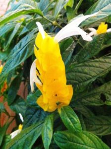 camarao-amarelo-flor-44