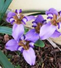 falso iris flor 44