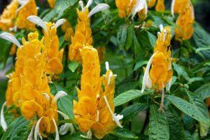 Camarão Amarelo: Cultivo e Cuidados da Vibrante Planta Ornamental