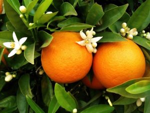 Two oranges on orange tree 2