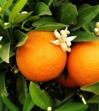 two oranges on orange tree