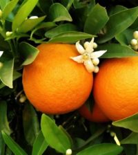 two oranges on orange tree wpp1660313698182