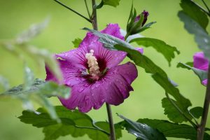 Flor de Hibisco (Hibiscus moscheutos)