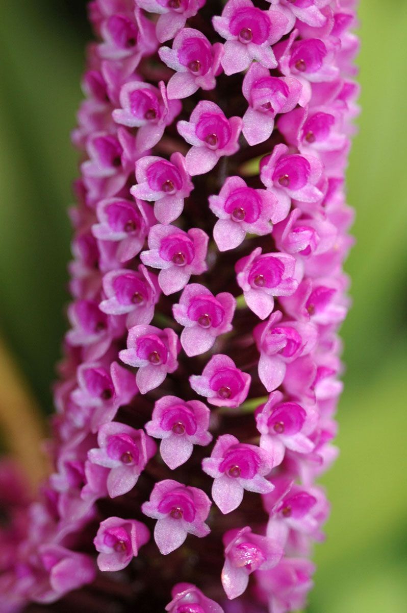 Orquídea-escova-de-mamadeira – Arpophyllum giganteum