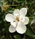 magnolia grandiflora 55