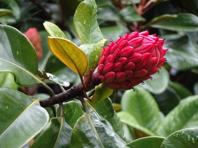 Magnólia-branca – Magnolia grandiflora