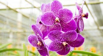 Orquidea Vanda – Familia Orchidaceae