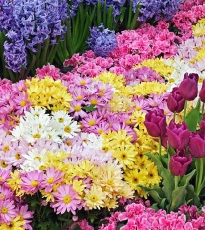 Saiba em que mês deve plantar as suas flores | Blog das Flores