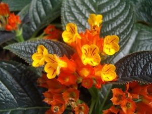Begonia-negra – Chrysothemis pulchella