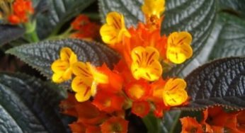 Begonia-negra – Chrysothemis pulchella