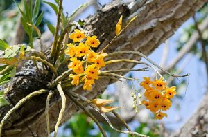 Orquidea Dendrobium loddigesii